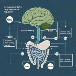 A simplified anatomical graphic showing how GLP-1 drugs influence appetite via brain pathways, stomach delay, and satiety.