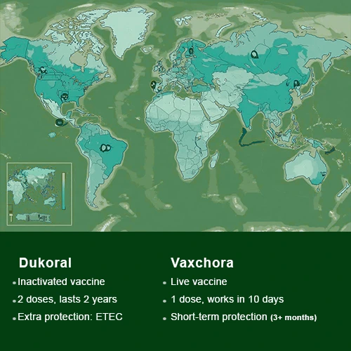 b2 body - (1) Comparison chart infographic showing Dukoral vs. Vaxchora.